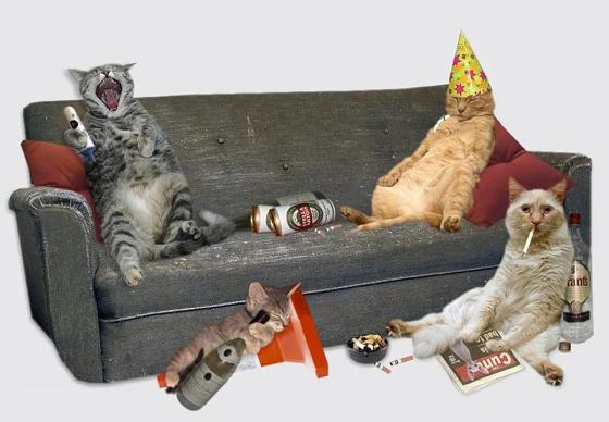 cats_party.jpg