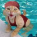 cat_swimming.jpg