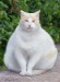 fat_cat2.jpg