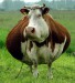 fat_cow.jpg
