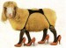 sheep_catwalk.jpg