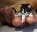 small_kitty.jpg