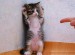 surrendered_kitty.jpg